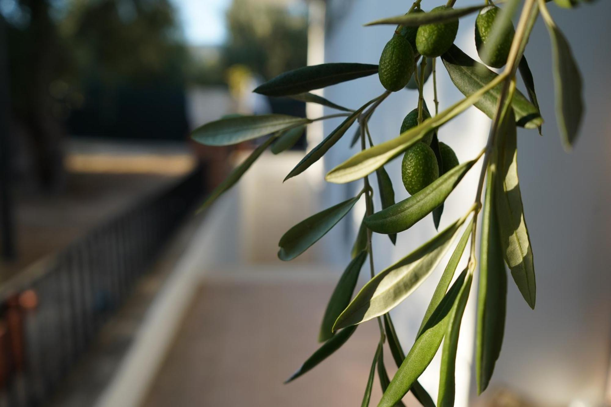 Olive&Sea Villa-Olive Mattinata Bagian luar foto