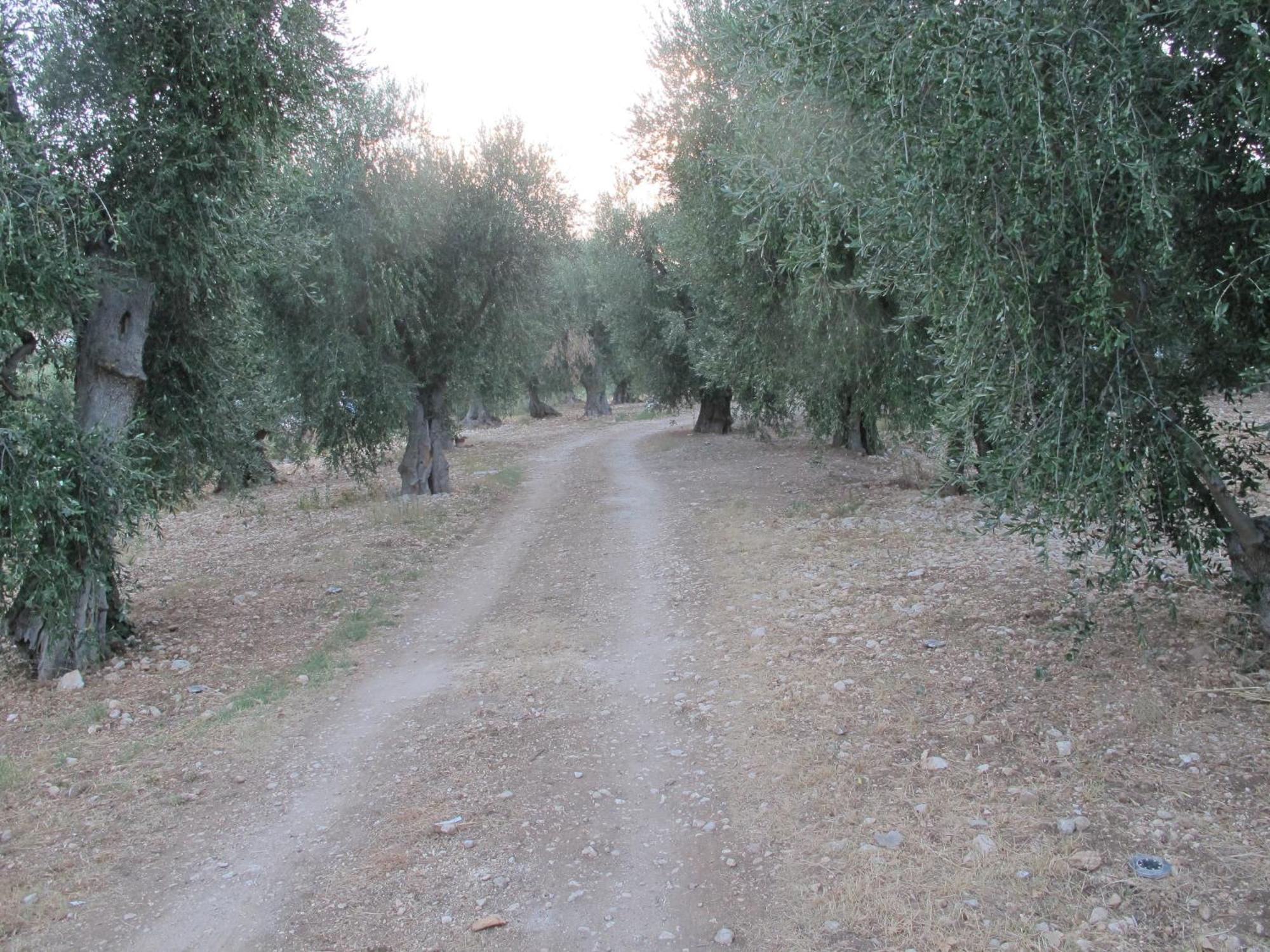 Olive&Sea Villa-Olive Mattinata Bagian luar foto
