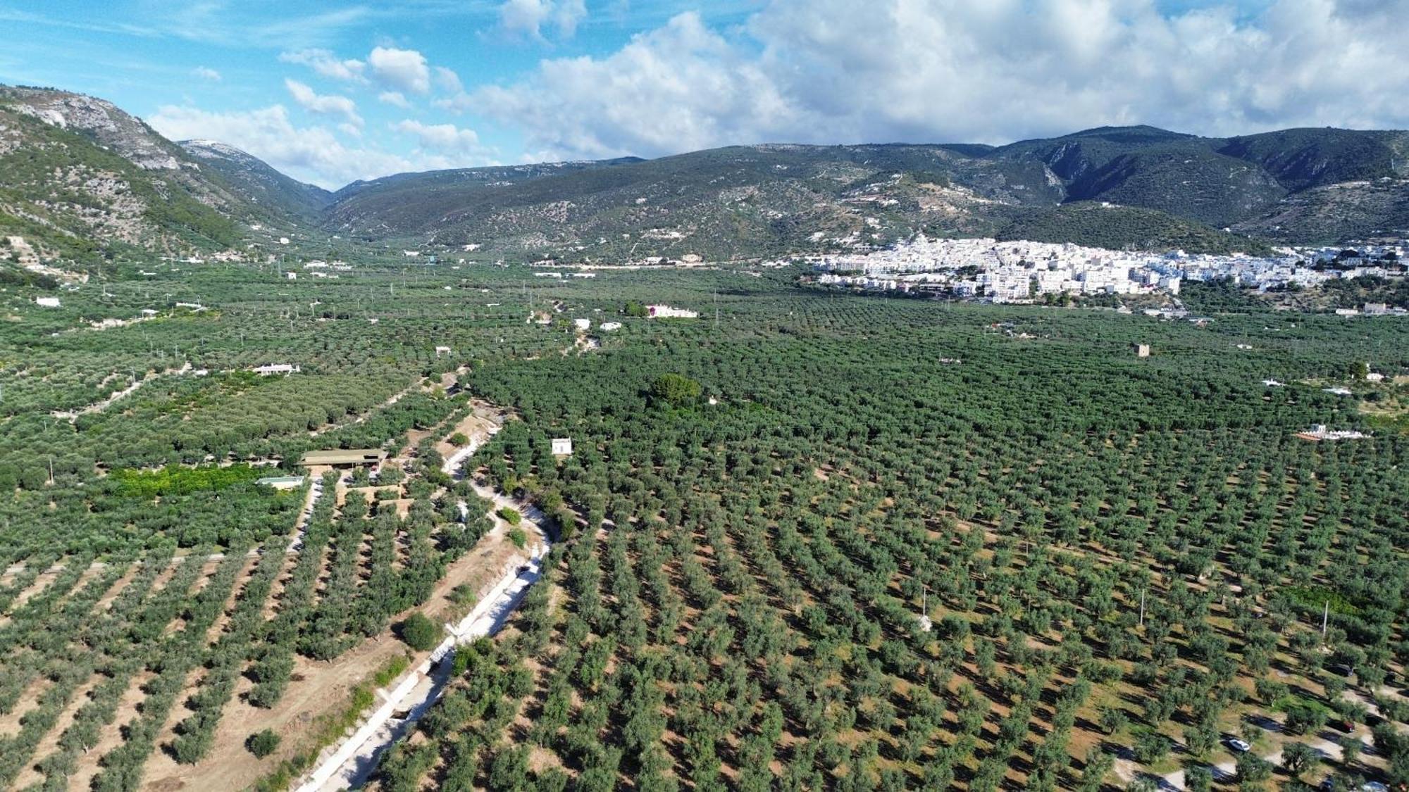 Olive&Sea Villa-Olive Mattinata Bagian luar foto